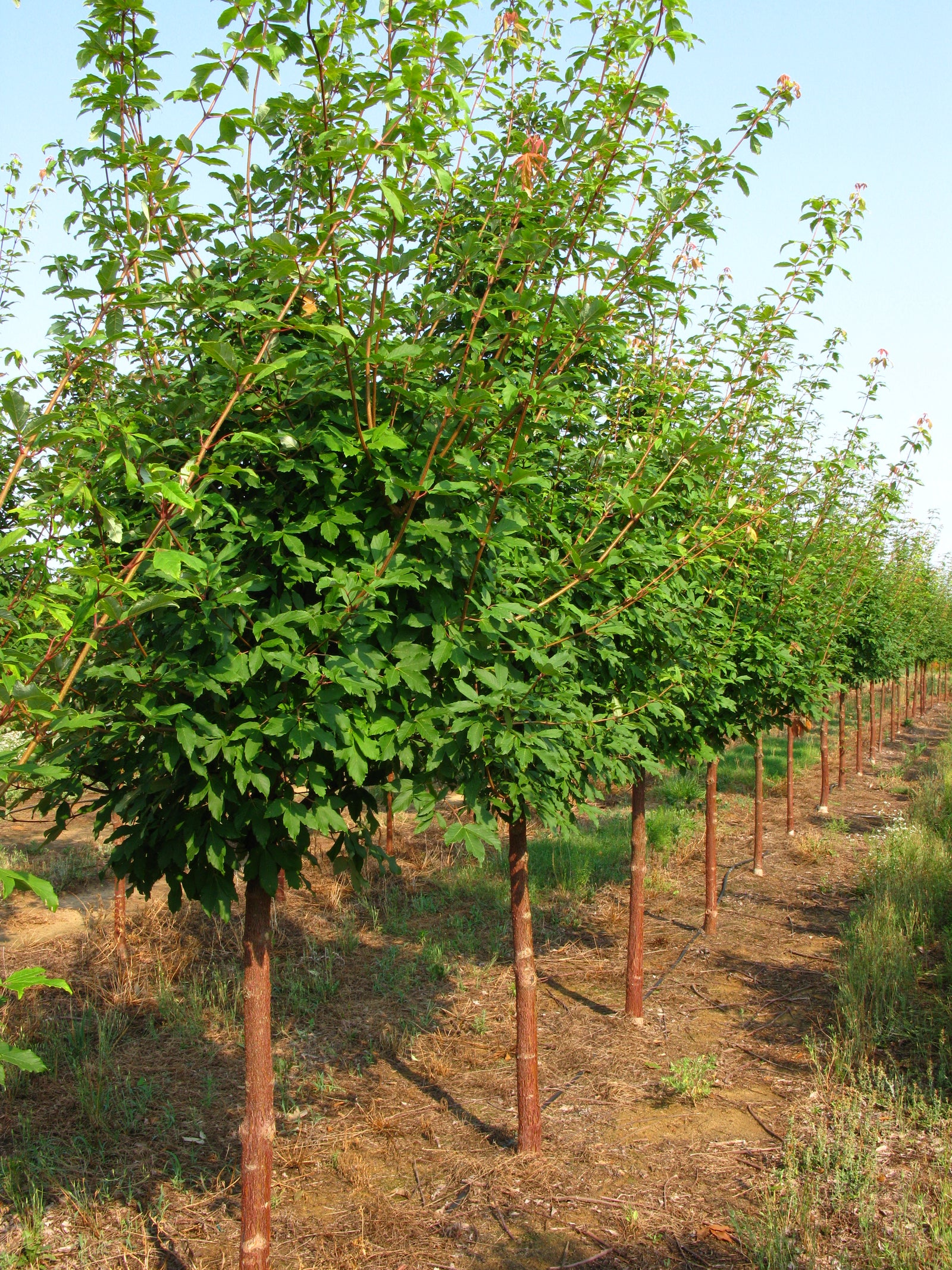 Acer griseum x maximowiczianum Cinnamon Girl Molly Fordham Cinnamon Girl Maple