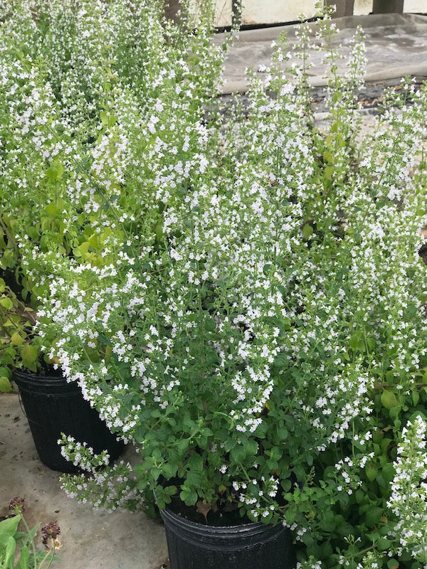 Calamintha nepeta ssp. glandulosa White Cloud Lesser Calamint