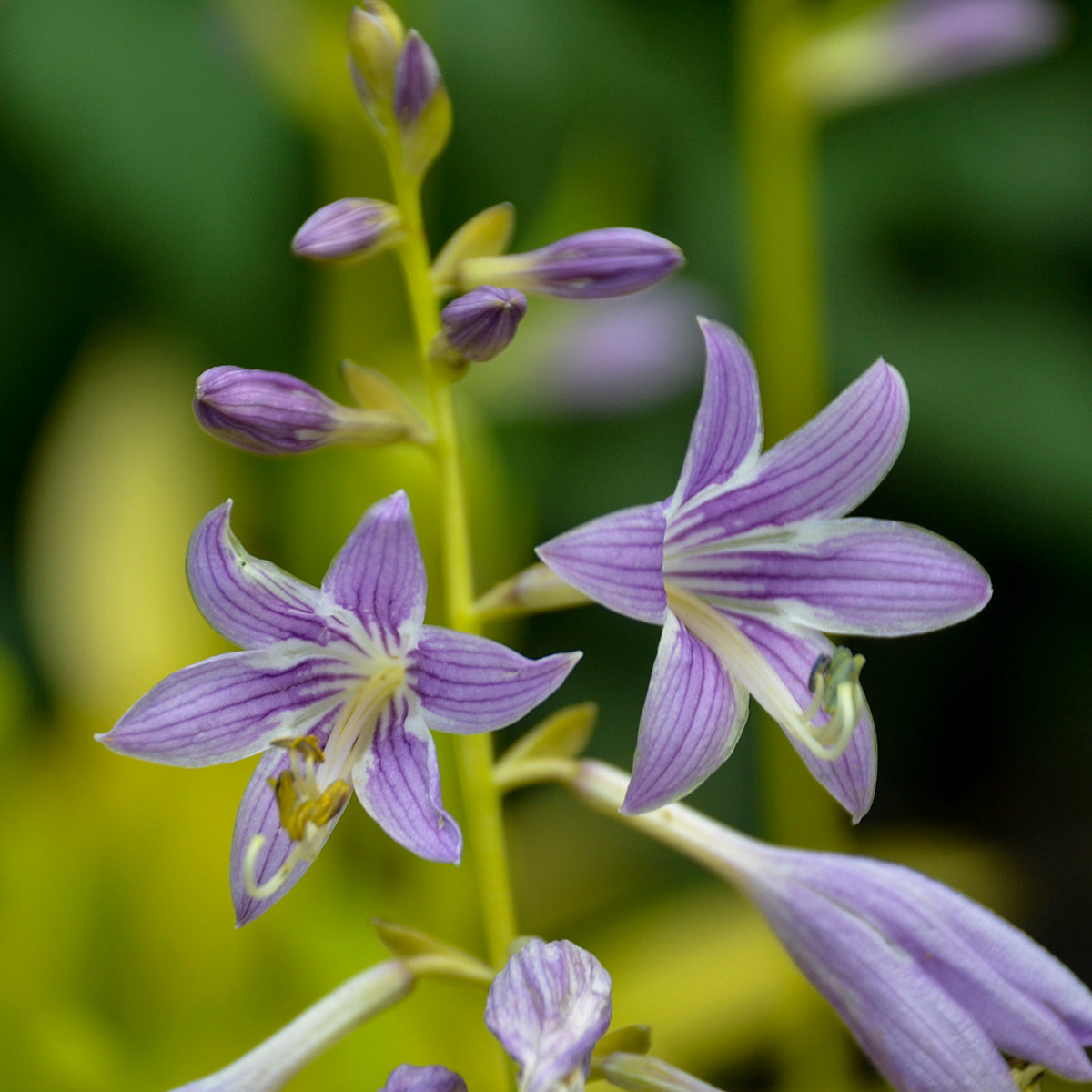 Hosta Munchkin Fire Plantain Lily