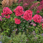 Phlox paniculata Coral Flame Barsixtytwo PP22234, COPF, CPBR4172 Coral Flame Phlox