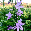 Adenophora x Gaudi Violet Ladybells