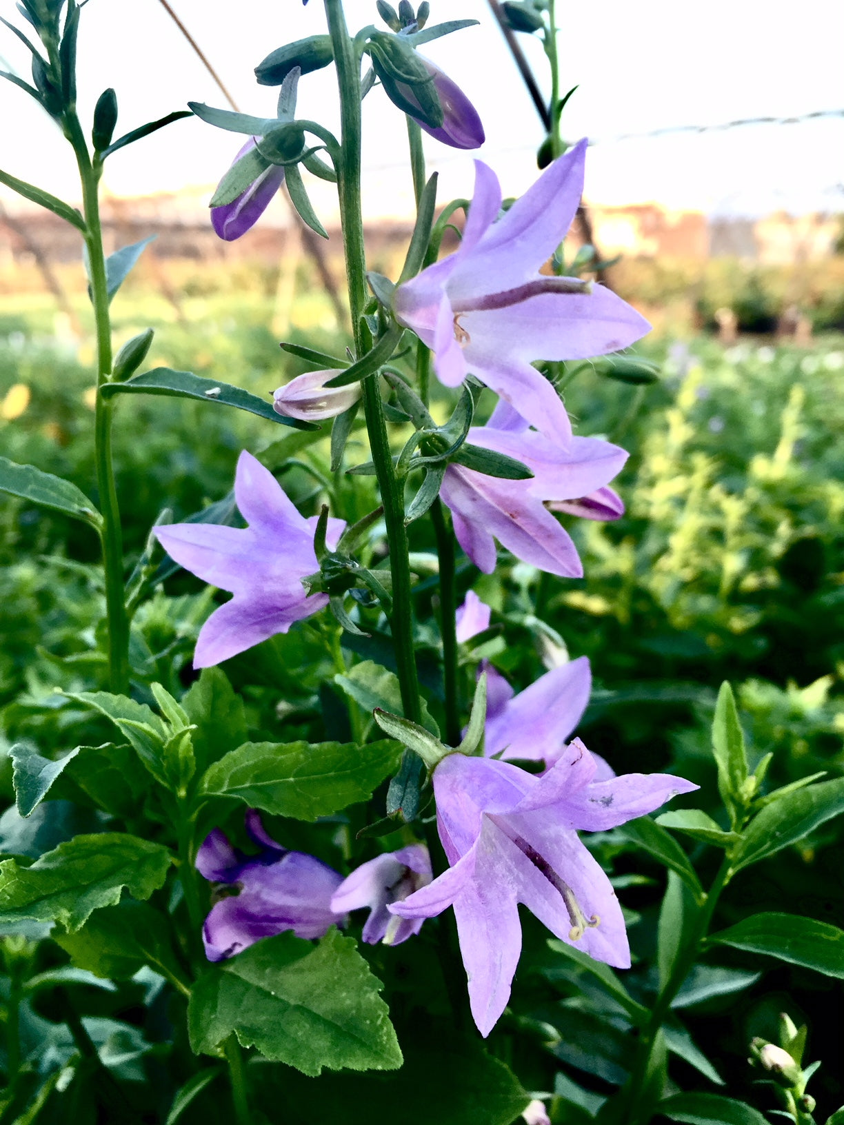 Adenophora x Gaudi Violet Ladybells