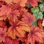 Heucherella x Sweet Tea PP21296, COPF Foamy Bells