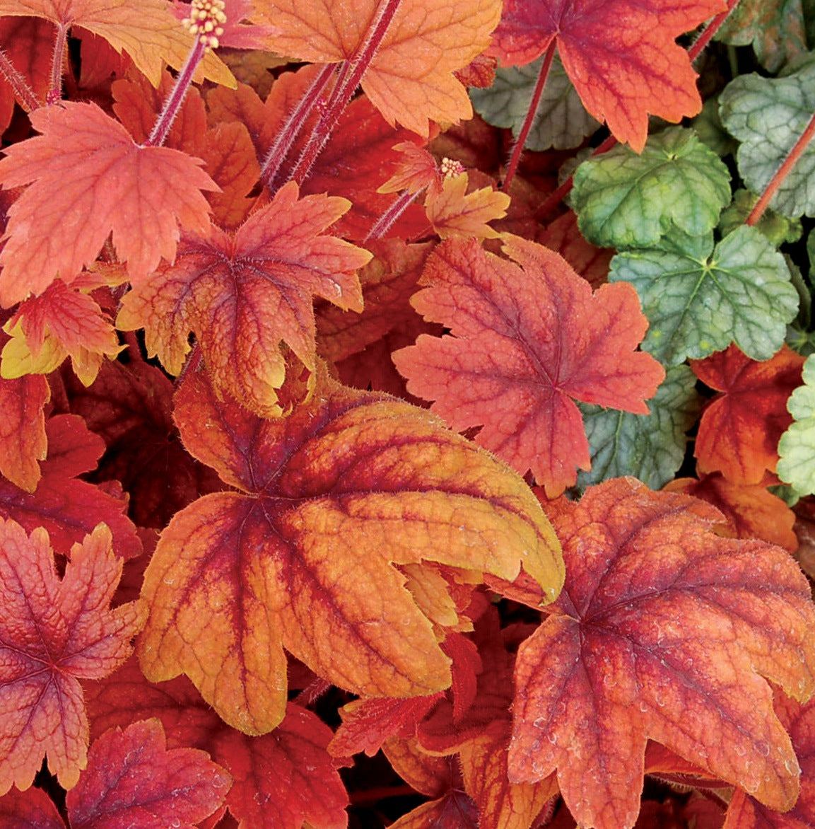 Heucherella x Sweet Tea PP21296, COPF Foamy Bells