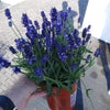 Lavandula angustifolia SuperBlue PP24929 English Lavender