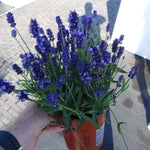 Lavandula angustifolia SuperBlue PP24929 English Lavender