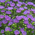 Stokesia laevis Peachie's Pick Stokes' Aster