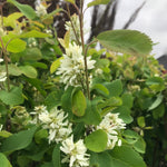 Amelanchier alnifolia Standing Ovation Obelisk Standing Ovation Serviceberry