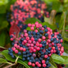 Viburnum nudum Brandywine Bulk PPAF Brandywine Viburnum