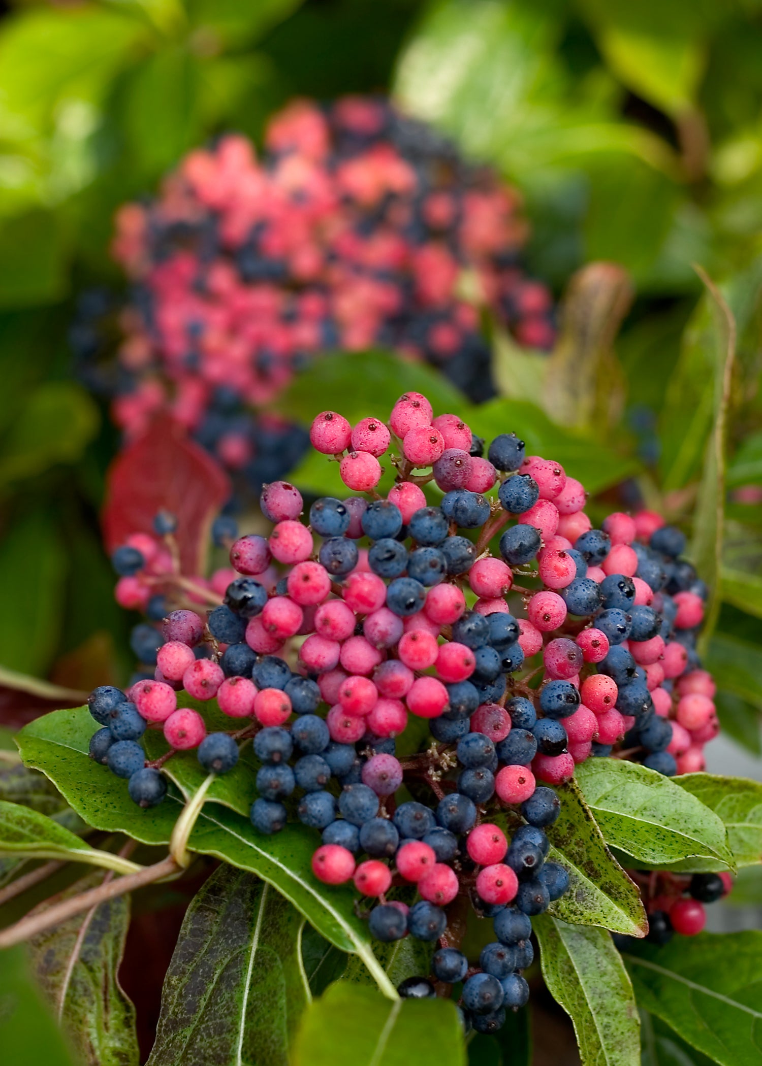 Viburnum nudum Brandywine Bulk PPAF Brandywine Viburnum