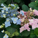 Hydrangea serrata Tuff Stuff Ah Ha SMNHSDD PP29832, CPBRAF Tuff Stuff Ah Ha Mountain Hydrangea