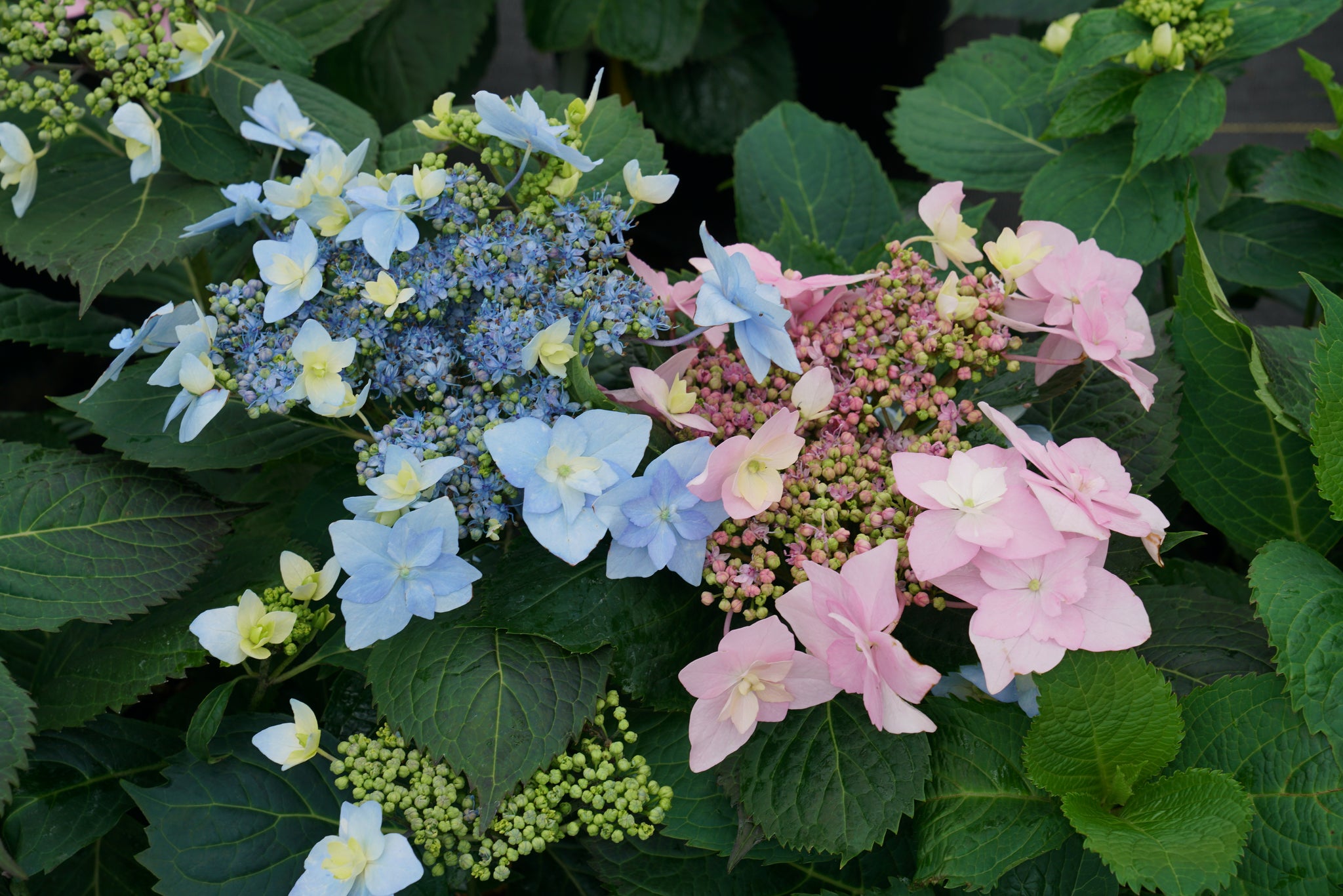 Hydrangea serrata Tuff Stuff Ah Ha SMNHSDD PP29832, CPBRAF Tuff Stuff Ah Ha Mountain Hydrangea