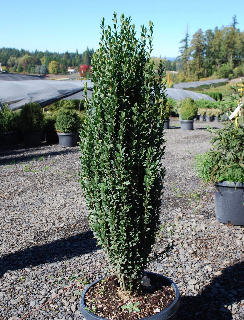 Ilex crenata Sky Pencil Japanese Holly