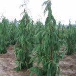 Chamaecyparis nootkatensis Glauca Pendula Blue Weeping Cypress