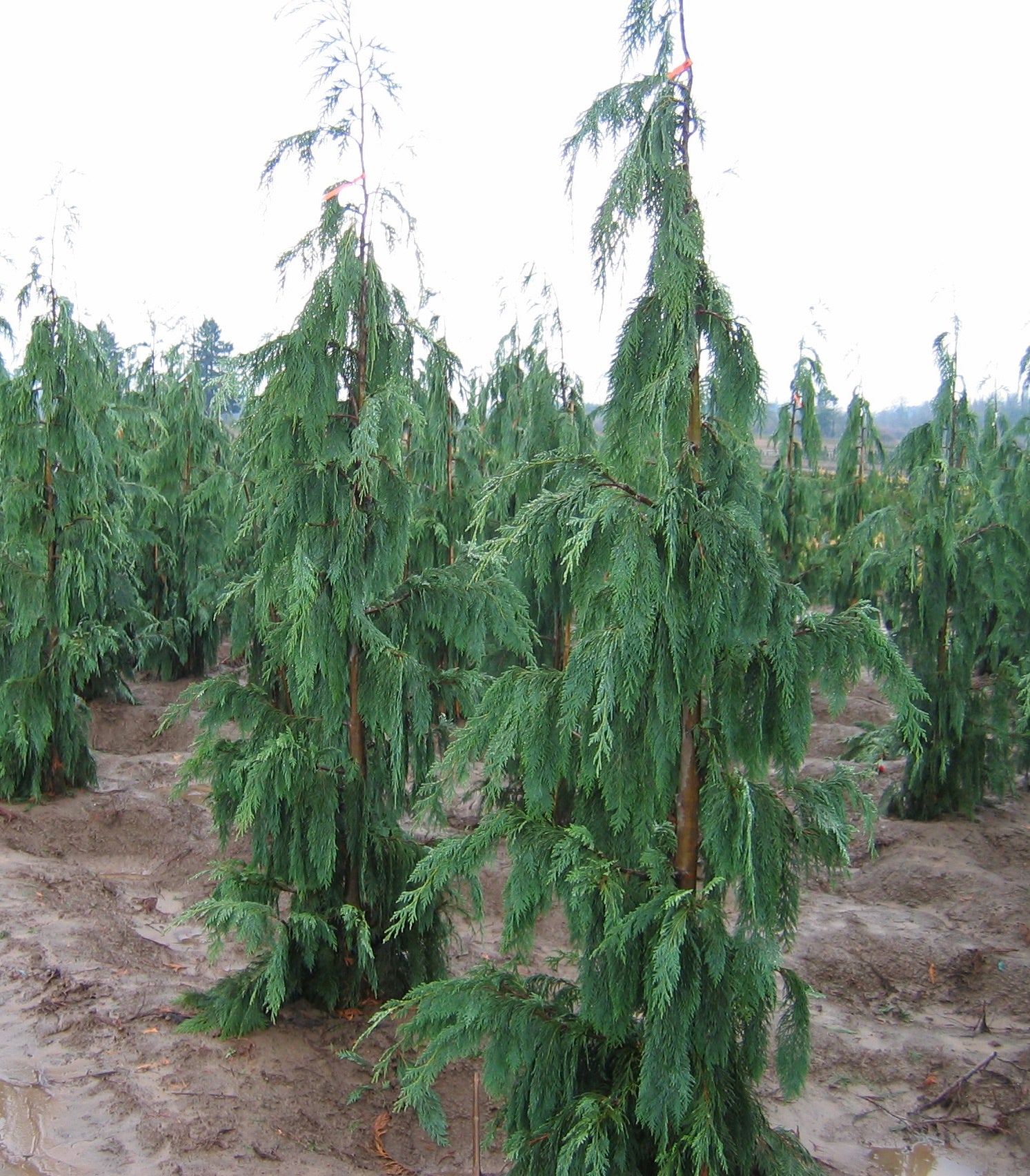 Chamaecyparis nootkatensis Glauca Pendula Blue Weeping Cypress