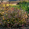 Diervilla splendens Firefly Nightglow El Madrigal PP28060 Firefly Nightglow Bush Honeysuckle