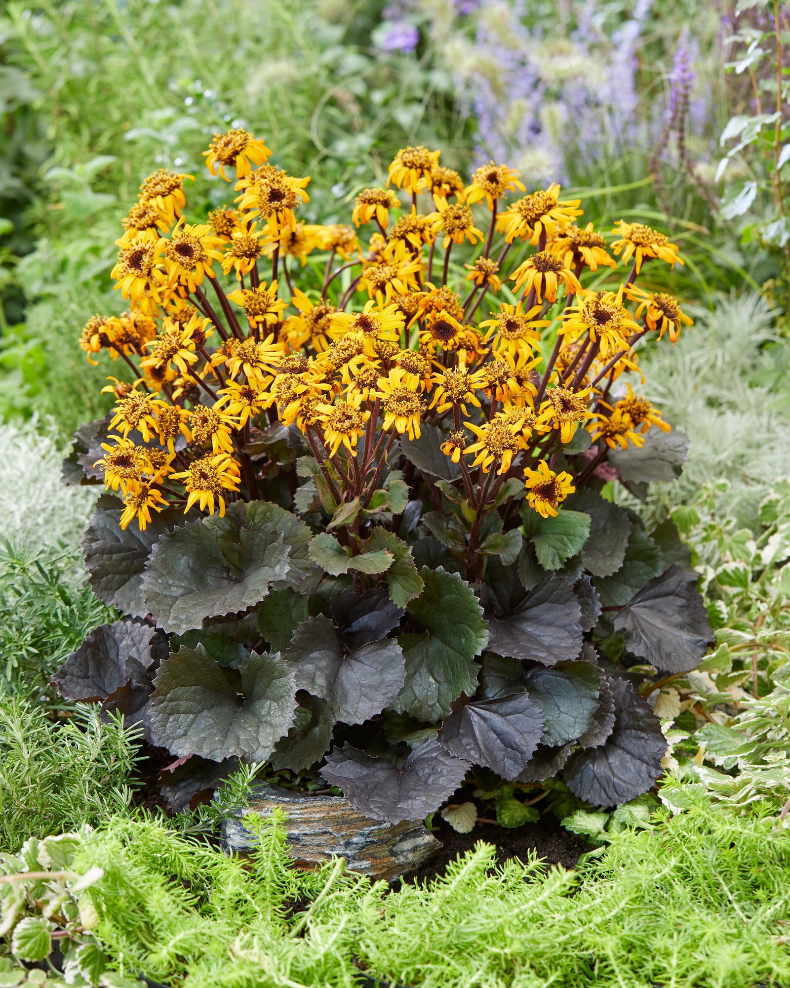 Ligularia dentata Pandora Pandora Dwarf Golden Ray