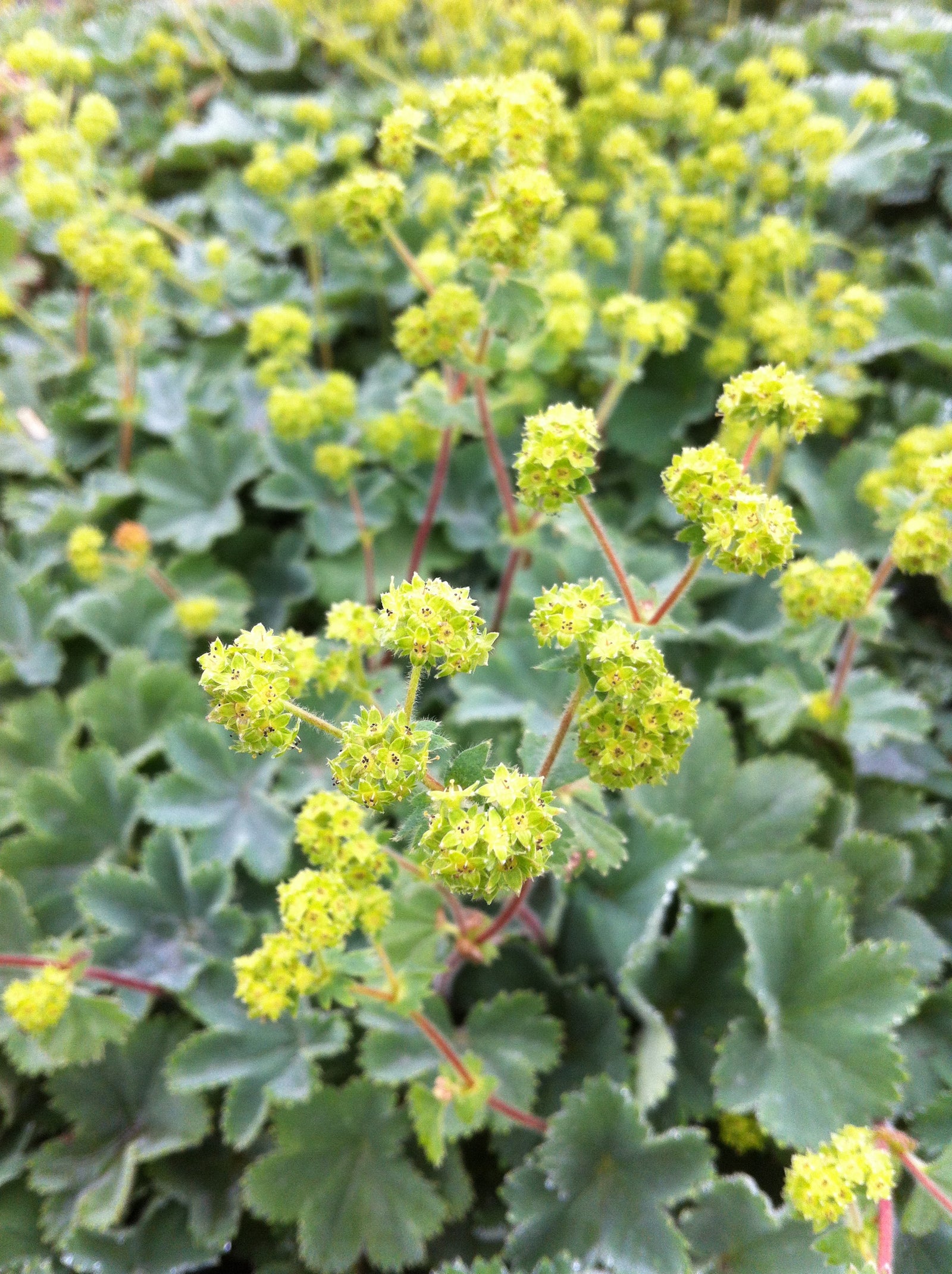 Alchemilla erythropoda Dwarf Lady's Mantle