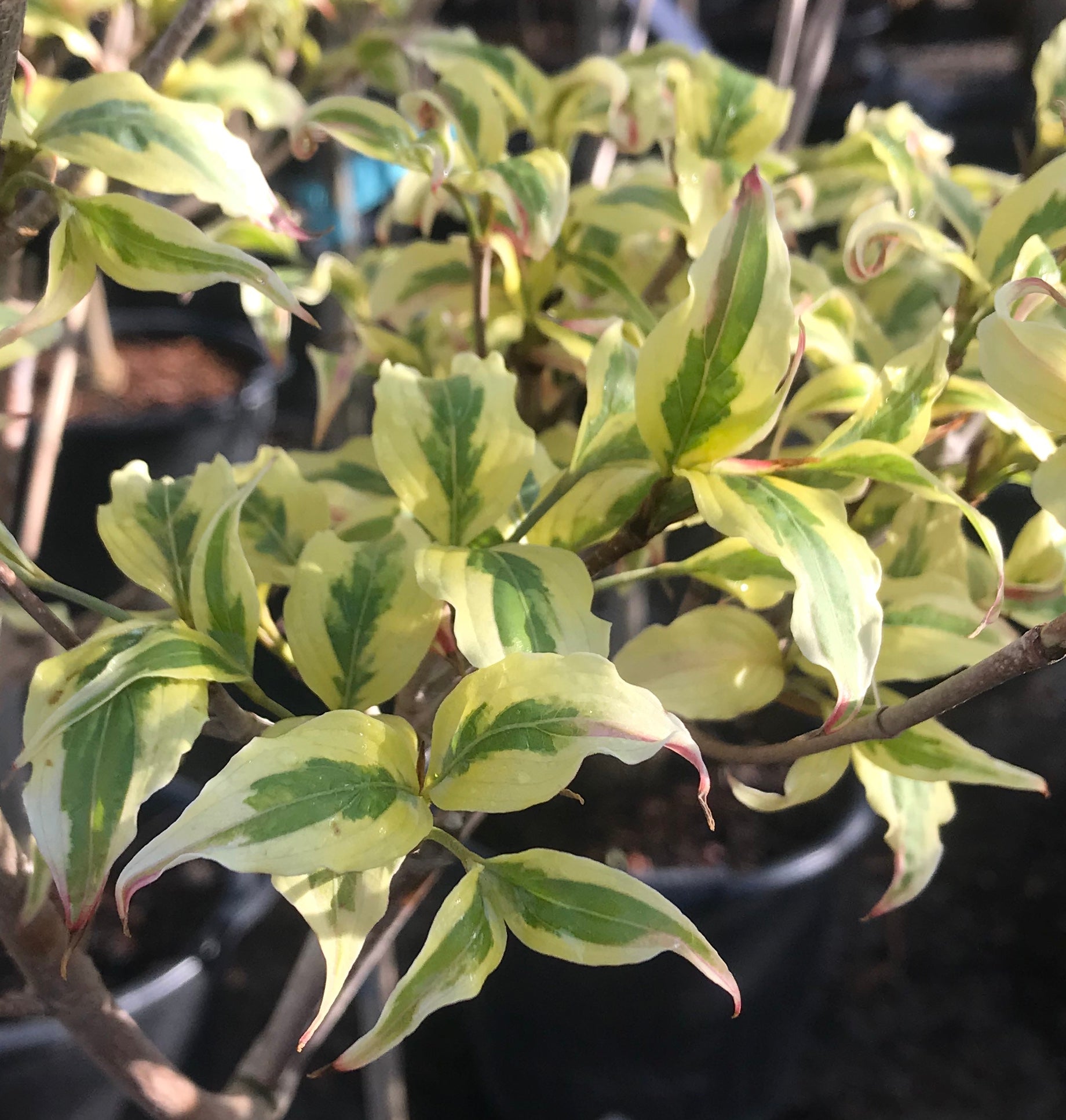 Cornus kousa Summer Fun Summer Fun Dogwood