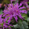 Monarda didyma Balmy Lilac Balbalmac PP26594 Balmy Lilac Bee Balm