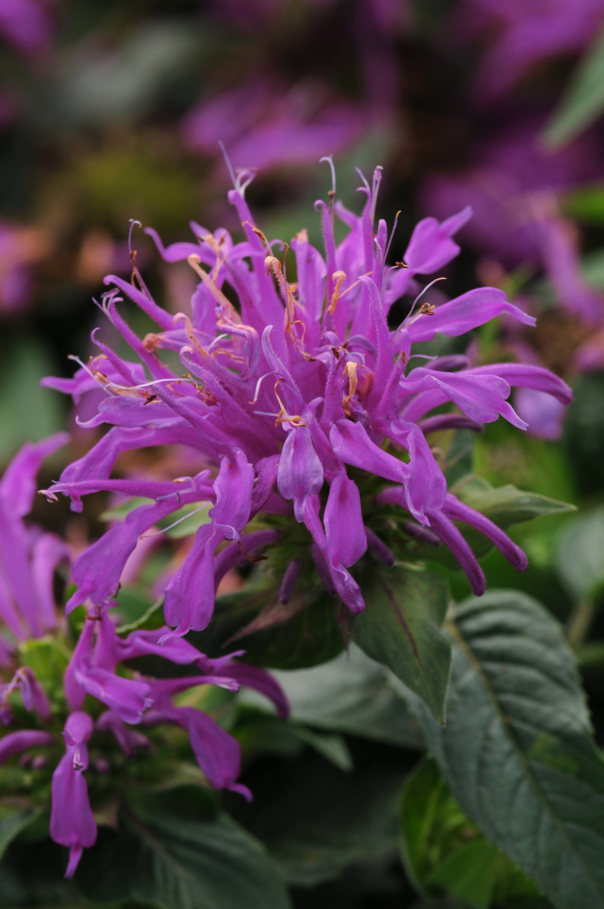 Monarda didyma Balmy Lilac Balbalmac PP26594 Balmy Lilac Bee Balm