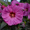 Hibiscus x Summerific Berry Awesome PP27936 Rose Mallow