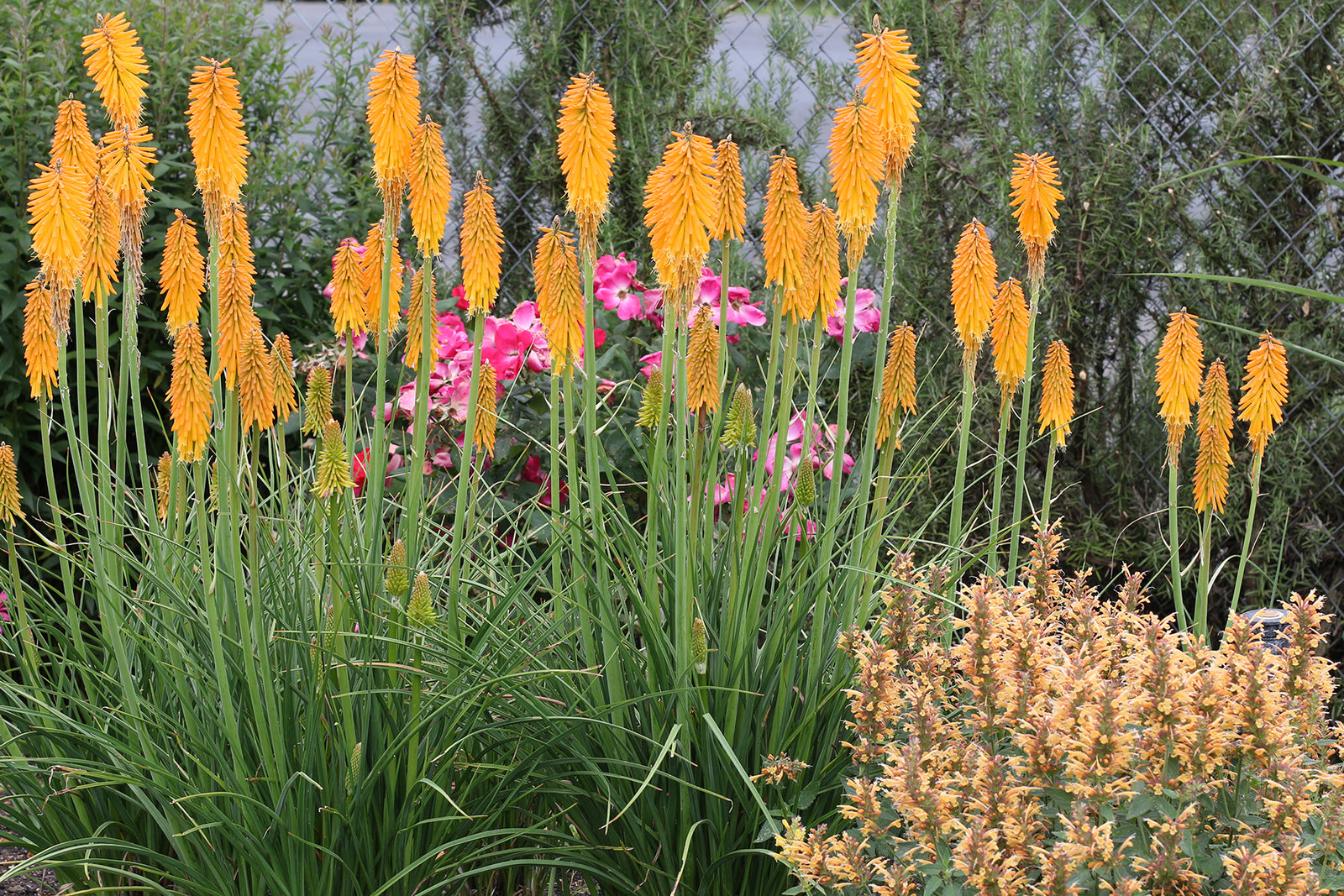 Kniphofia x Mango Popsicle PP22968 Red Hot Poker