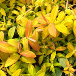 Hypericum calycinum Brigadoon Aaron's Beard