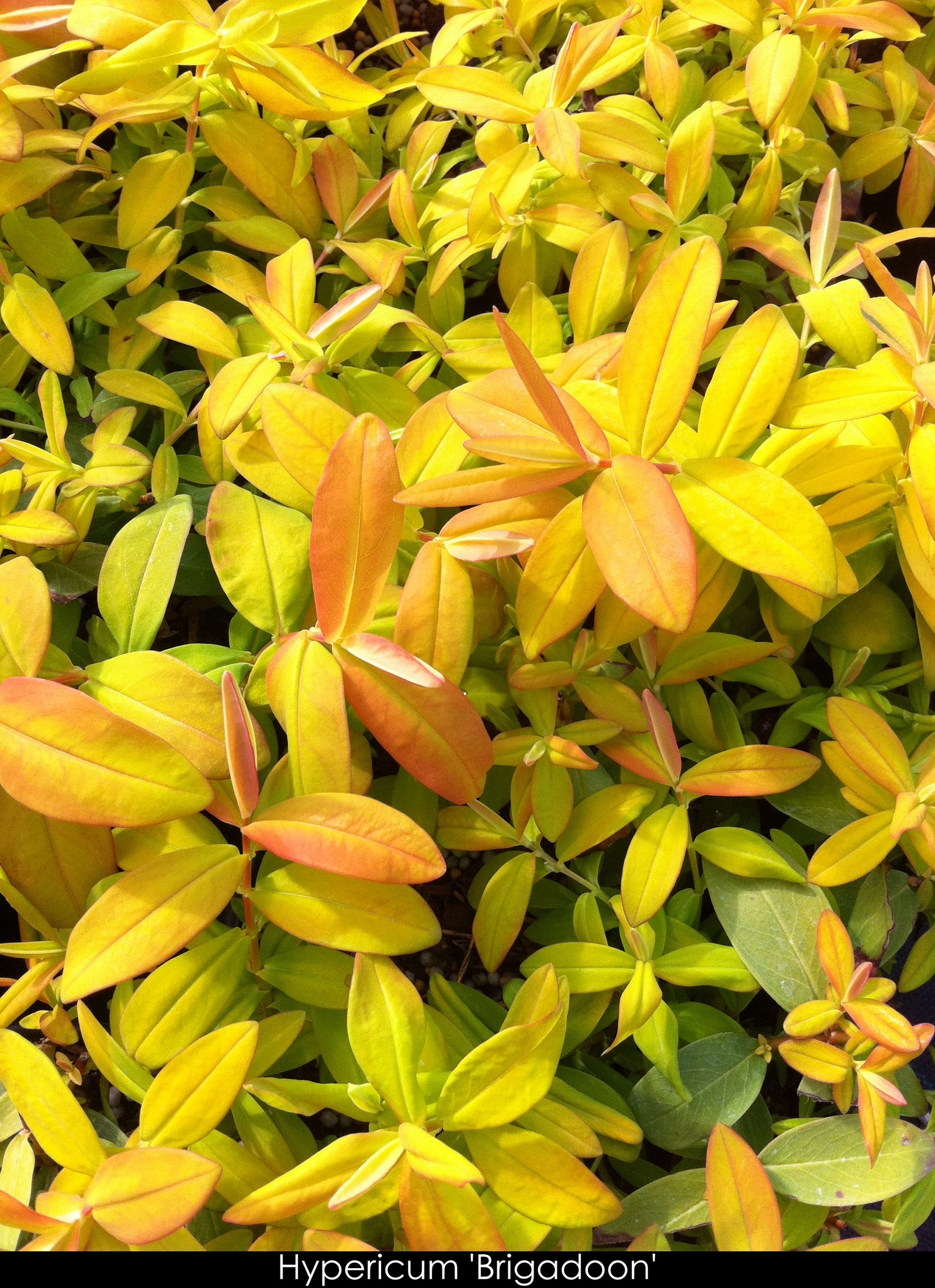 Hypericum calycinum Brigadoon Aaron's Beard