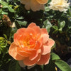 Rosa At Last HORCOGJIL USPP 27,541, Can 5,631 At Last Rose