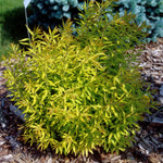 Spiraea thunbergii Mellow Yellow Ogon Mellow Yellow Spirea