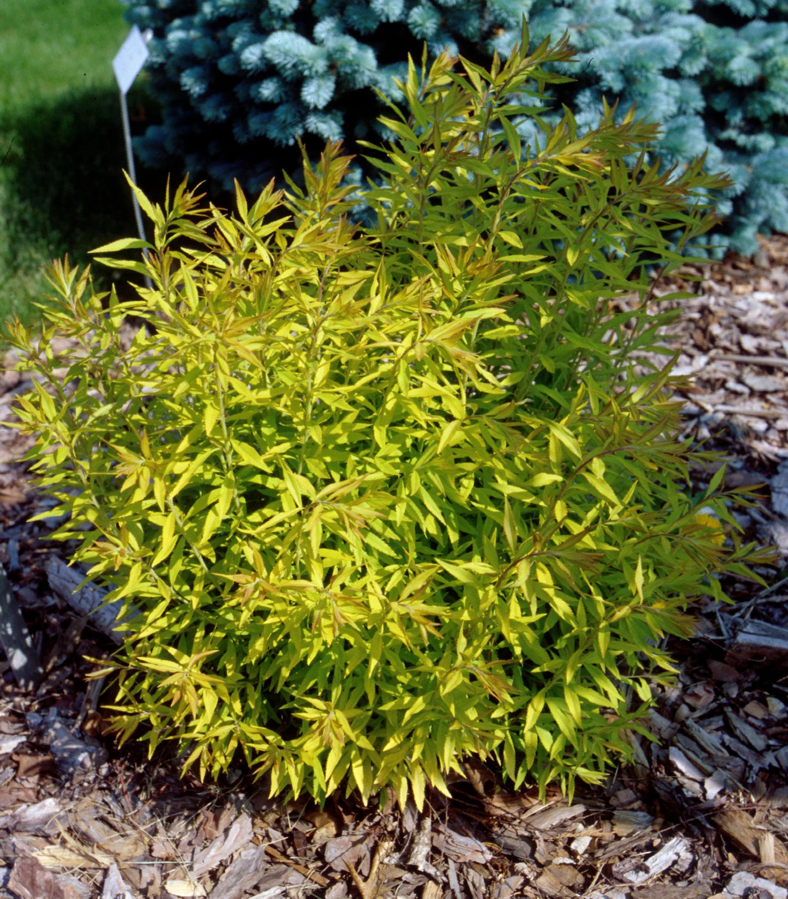 Spiraea thunbergii Mellow Yellow Ogon Mellow Yellow Spirea