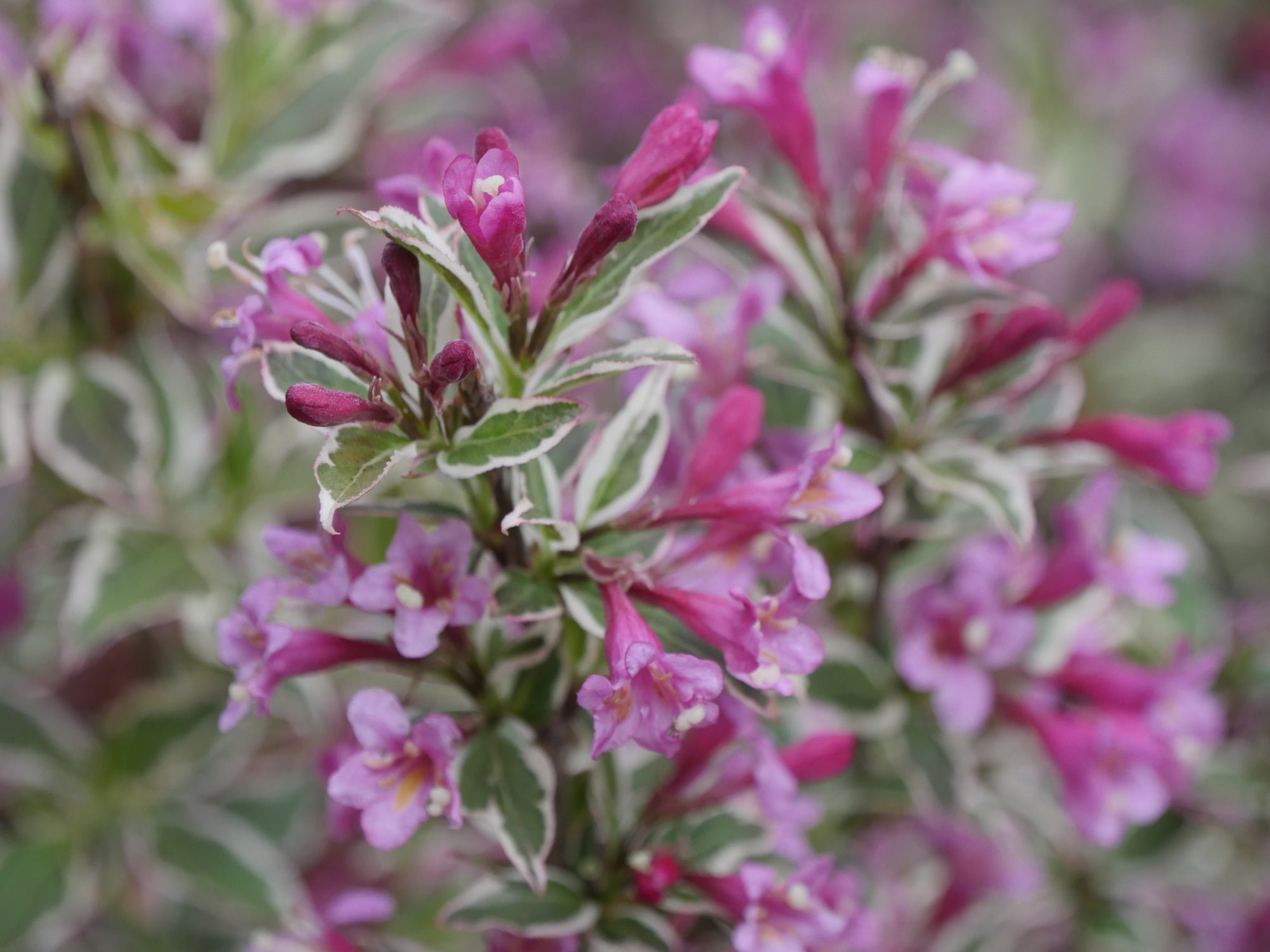 Weigela florida My Monet Purple Effect Verweig8 PPAF, CPBRAF My Monet Purple Effect Weigela