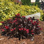 Weigela x Electric Love ZR1 PP30065, CPBRAF Electric Love Weigela