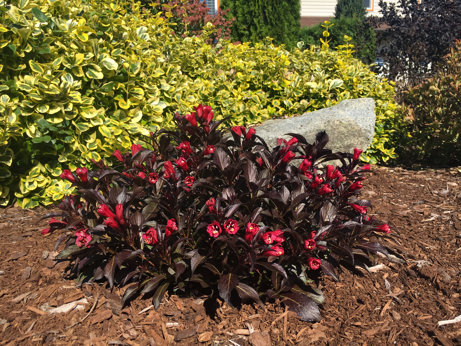 Weigela x Electric Love ZR1 PP30065, CPBRAF Electric Love Weigela