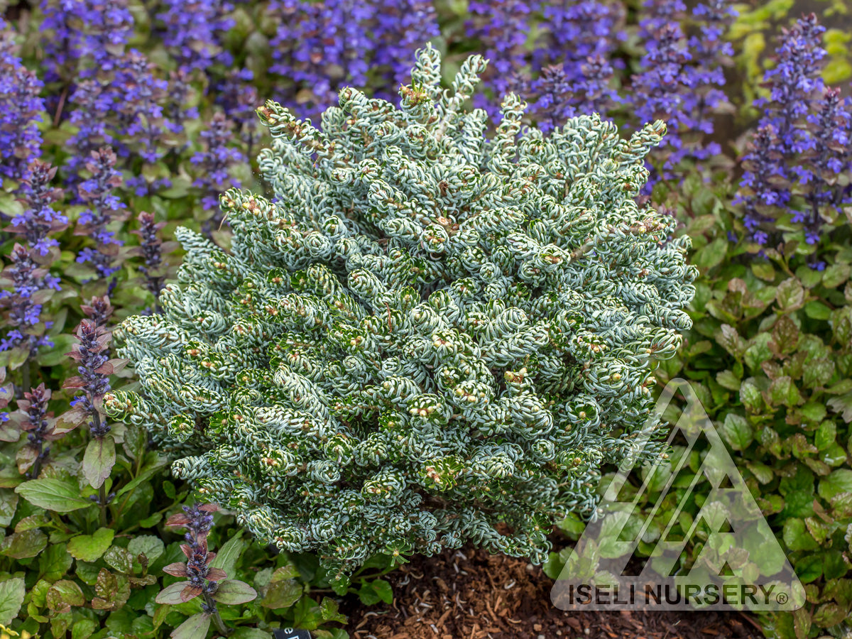 Abies koreana Ice Breaker Miniature Korean Fir