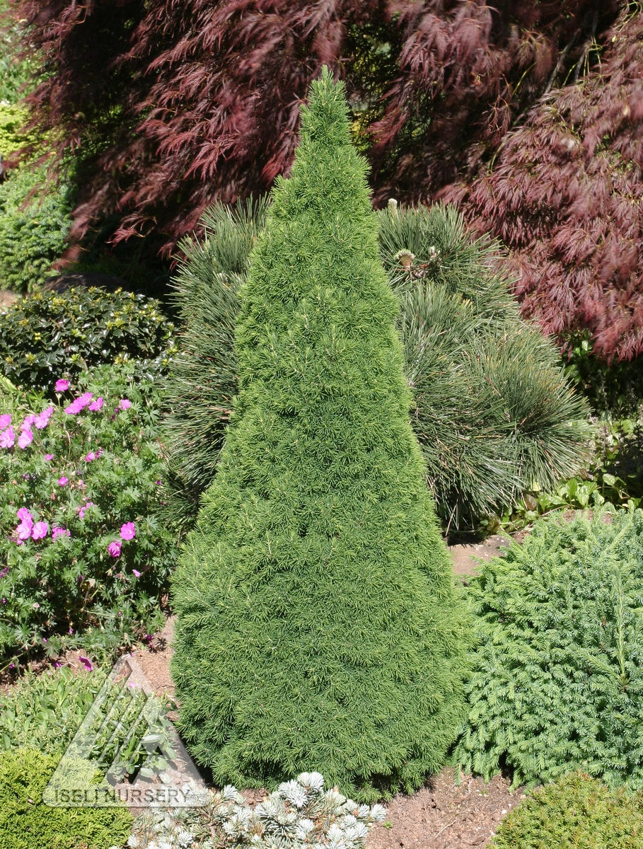 Picea glauca Jean's Dilly Jean's Dilly Alberta Spruce