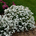 Achillea ptarmica Peter Cottontail PP31756 Sneezewort