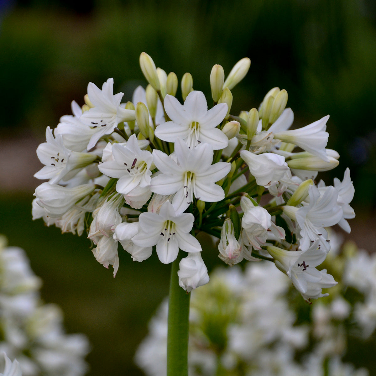 Agapanthus x Galaxy White PPAF Lily of the Nile