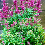 Agastache x Rosie Posie PP25857, COPF Anise Hyssop