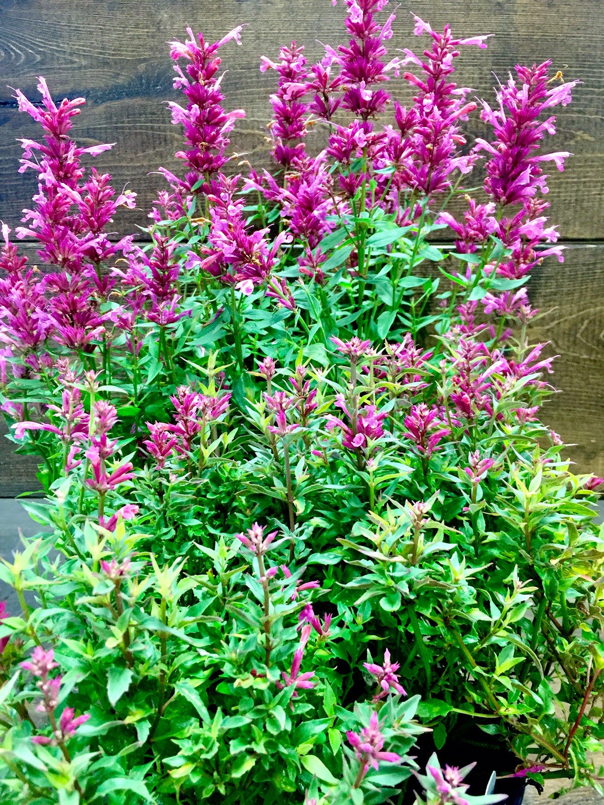 Agastache x Rosie Posie PP25857, COPF Anise Hyssop