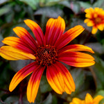 Heliopsis helianthoides var. scabra Burning Hearts Smooth Oxeye