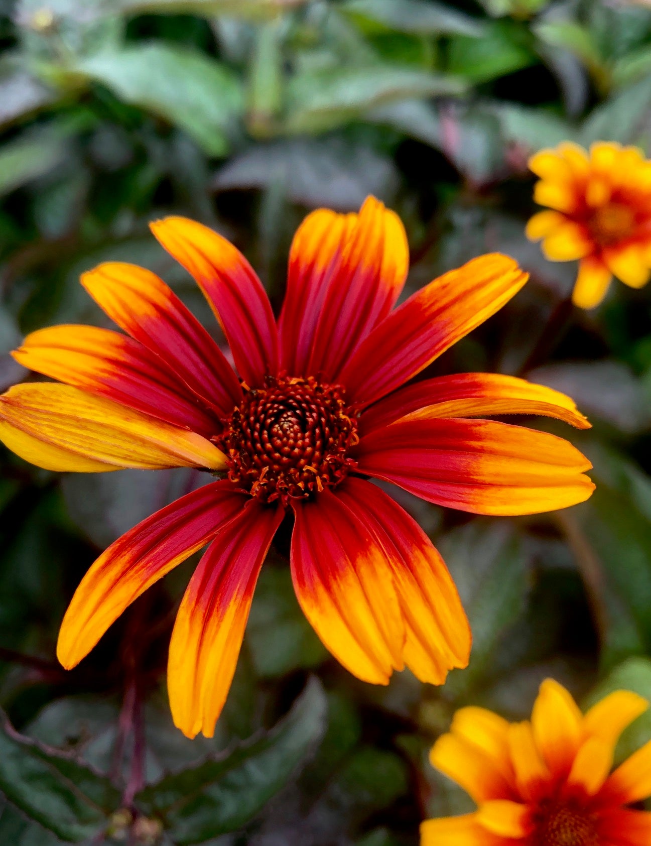 Heliopsis helianthoides var. scabra Burning Hearts Smooth Oxeye