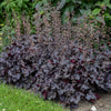 Heuchera x Black Pearl PP29395, CPBR5724 Coral Bells