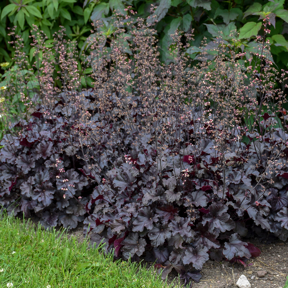 Heuchera x Black Pearl PP29395, CPBR5724 Coral Bells