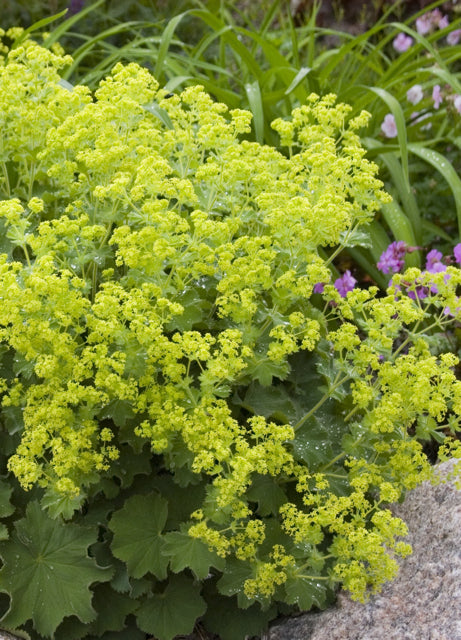 Alchemilla mollis Lady's Mantle