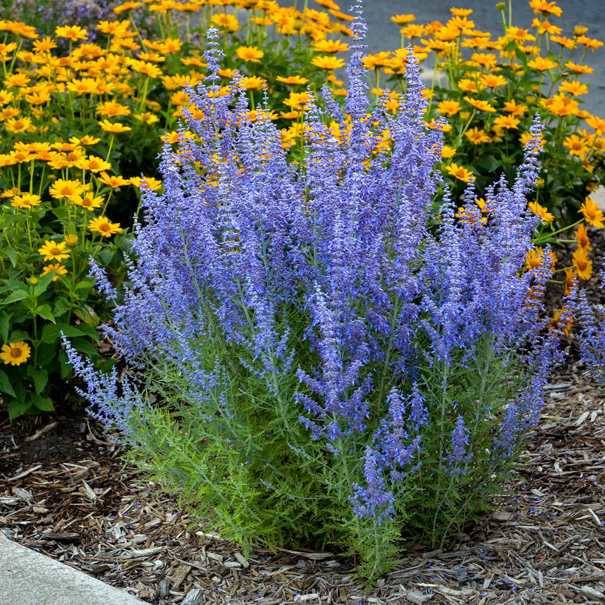 Perovskia atriplicifolia Denim 'n Lace PP28445, CPBR5568 Russian Sage