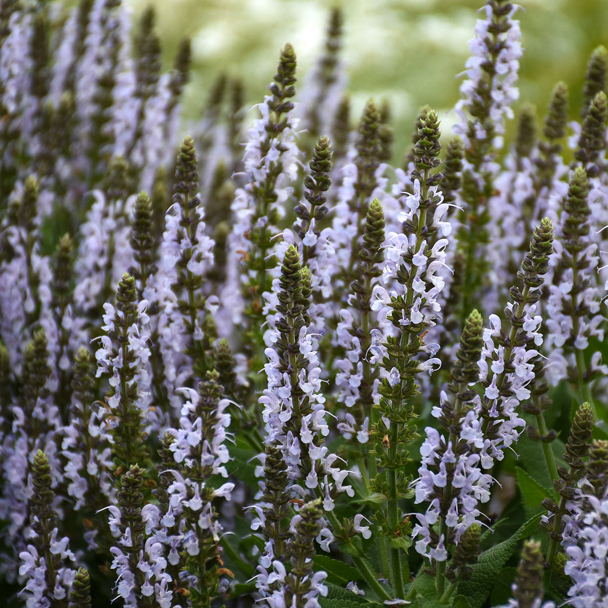 Salvia nemorosa Bumblesky PP30085 Bumblesky Meadow Sage