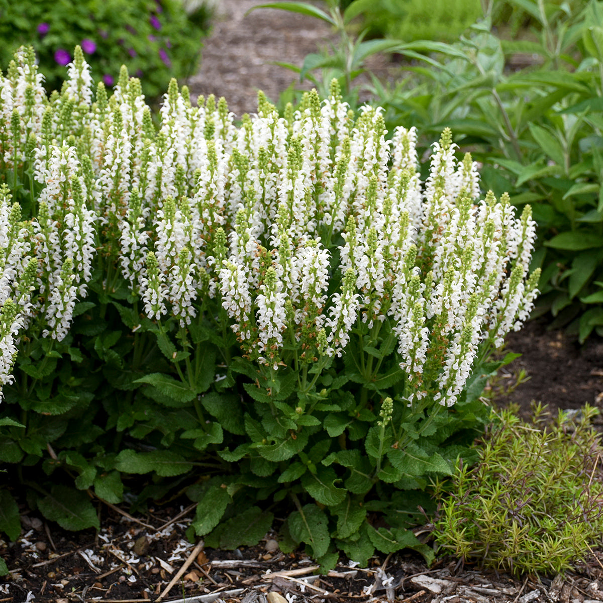 Salvia nemorosa Bumblesnow PP31399 Bumblesnow Meadow Sage