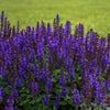 Salvia nemorosa Bumbleblue PP30084 Bumbleblue Meadow Sage